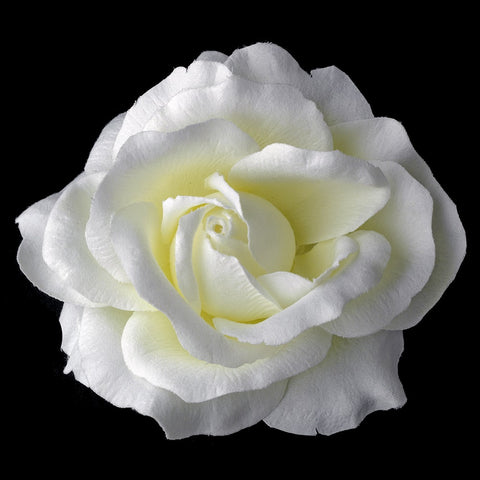 Classic Medium Diamond White Rose on Alligator Bridal Wedding Hair Clip 403