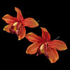 * Red Dancing Orchid Flower Pin 907 (Set of 2)