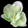 Green Orchid Bridal Wedding Hair Flower Bridal Wedding Hair Clip 9945