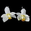 Elegant Delicate White Orchid Flower Bridal Wedding Hair Clip - Pin 907 White